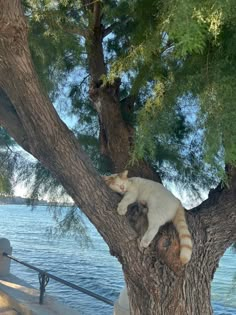 a cat sitting on top of a tree next to the water