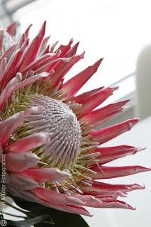 a large pink flower sitting on top of a table