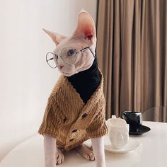 a hairless cat with glasses sitting on a table