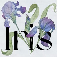 the word iris is surrounded by purple flowers