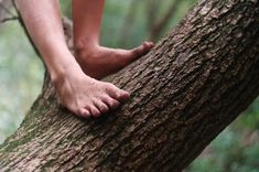 a person standing on top of a tree branch