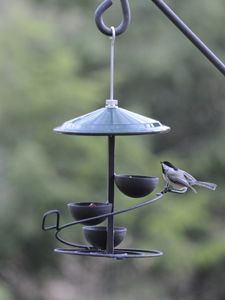 a bird is sitting on top of a feeder