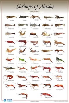 the shrimps of alaska poster with their names and pictures on it's side