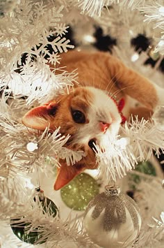 an orange and white cat laying on top of a christmas tree