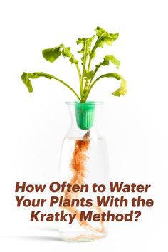 Interested in the Kratky Method?
The Kratky method is a passive hydroponic system that doesn't require much maintenance. In this guide, we'll discuss how often to water your plants using the Kratky method and some common problems that can occur. Let's get started! Kratky Hydroponics, Hydroponic Systems, Hydroponic Plants, Hydroponics System, Hydroponic Gardening, Apartment Garden, Plant Roots