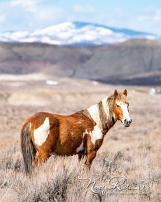 a brown and white horse standing on top of a dry grass covered field with mountains in the background