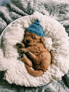 a small brown dog laying on top of a pile of white blankets and wearing a blue knitted hat