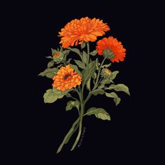 an orange flower with green leaves on a black background is featured in this illustration by person