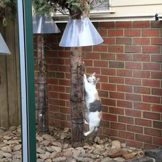 a cat standing on its hind legs in front of a lamp next to a brick wall