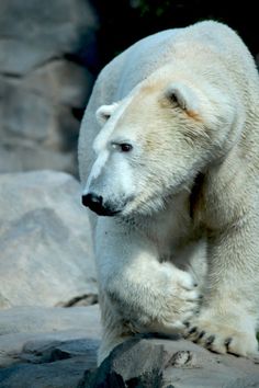 a large white polar bear standing on top of a rock