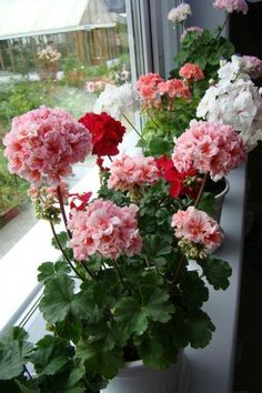 pink and white flowers are in a pot on the window sill next to plants