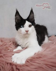 a black and white cat with blue eyes laying on a pink fur covered bed looking at the camera