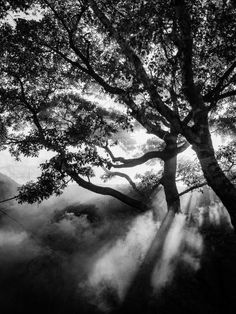 black and white photograph of tree with sunbeams