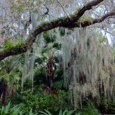 the trees are covered with moss and flowers