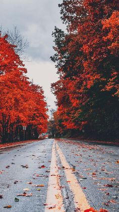 an empty road surrounded by trees with leaves on the ground and fallen leaves all over it