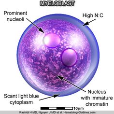 an image of the structure of a purple ball with labels labeled in english and spanish