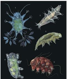 four different types of sea animals on a black background