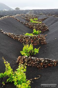 the plants are growing out of the black sand