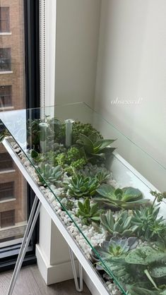 an indoor succulent garden is displayed on a glass table in front of a window