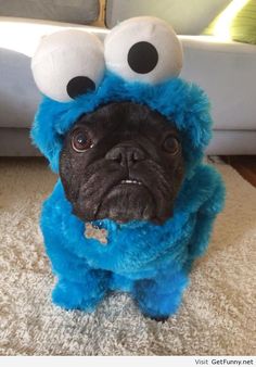 a black pug dog wearing a blue cookie monster costume