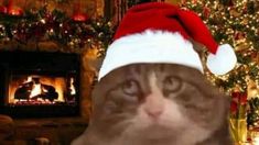 a cat wearing a santa hat in front of a christmas tree