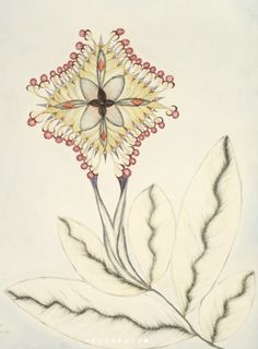 a drawing of a flower on a white background