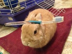 a rabbit with a toothbrush on its head sitting on a red rug in front of a cage