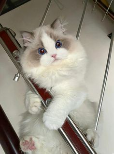 a white cat with blue eyes is sitting on a chair and looking up at the camera