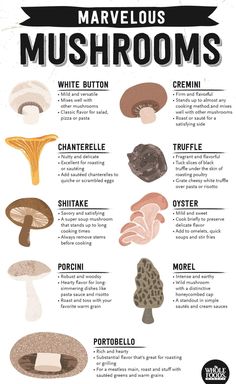 an illustrated poster with different types of mushrooms