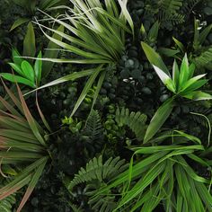 an arrangement of green plants and leaves