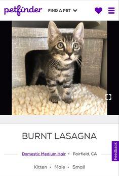 cat named burnt lasagna Cats For Sale