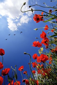 some red flowers and birds flying in the blue sky above them, taken from below