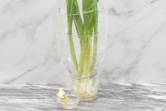 two tulips are in a clear vase on a marble countertop next to a small bowl