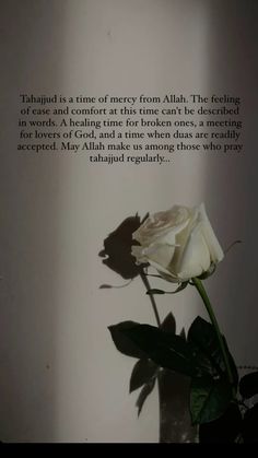 a white rose sitting in a vase with the words'talhadd is a time of merry from aliah to feeling '