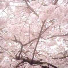 pink flowers are blooming on the branches of trees in front of a white sky