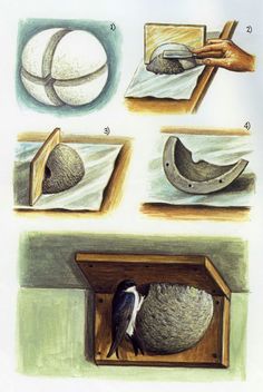 four different types of birds in their nests, including one with a bird's head