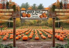 Gatsby Autumn Pumpkin Patch Field Photography Backdrop Gbsx-00514 - Gatsby Backdrop Pumpkin Photo Backdrop, Fall Photo Backdrop, Pumpkin Backdrop, Harvest Pictures, Pumpkin Picture, Field Photography, Pumpkin Pictures