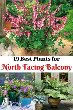 the best plants for north facing balcony are in pots with purple flowers and green leaves