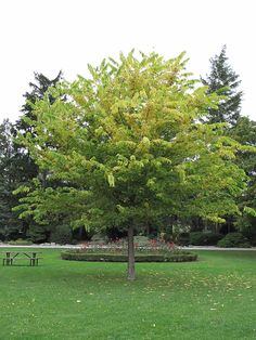 a large tree sitting in the middle of a lush green field next to picnic tables