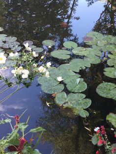 water lilies and other flowers in a pond