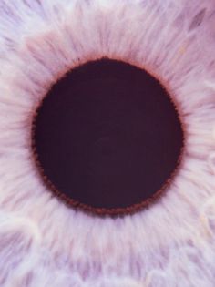 the iris of an animal's eye is shown