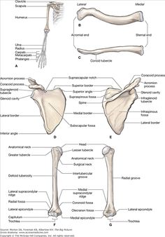 the bones are labeled in this diagram, and there is also an image of what they look like