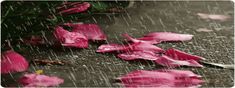 pink flowers are laying on the ground in the rain, with words written below them