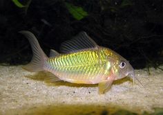 a small yellow fish sitting on top of a sandy ground next to plants and water