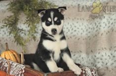 a black and white puppy sitting in a wooden crate with pumpkins on the side