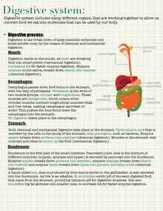 the digest diagram shows different types of organs and their functions in the body, including the stomach