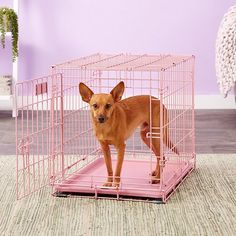 a small brown dog standing in a pink cage on top of a carpeted floor