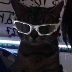 a cat wearing glasses and looking at the camera