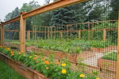 an outdoor garden with lots of plants and flowers growing in the fenced off area