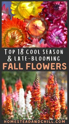 Come discover the 18 best fall flowers to grow in your garden for colorful autumn blooms, including a mix of annuals and perennials. Some may grow through winter in mild climates too… Winter Planting, Fall Blooming Flowers, Fall Perennials, Tattoo Plant, Cut Flower Farm, Different Types Of Flowers, Tattoos Geometric, Cut Flower Garden